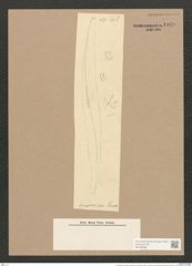 Pleurosigma acuminatum (Kuetz) Grun. (de-Toni-Nr.: Genus 13, Species 1075) Zeichnungen Sammlung Grunow Nr. 1940 (NHMW-BOT-W0369086)